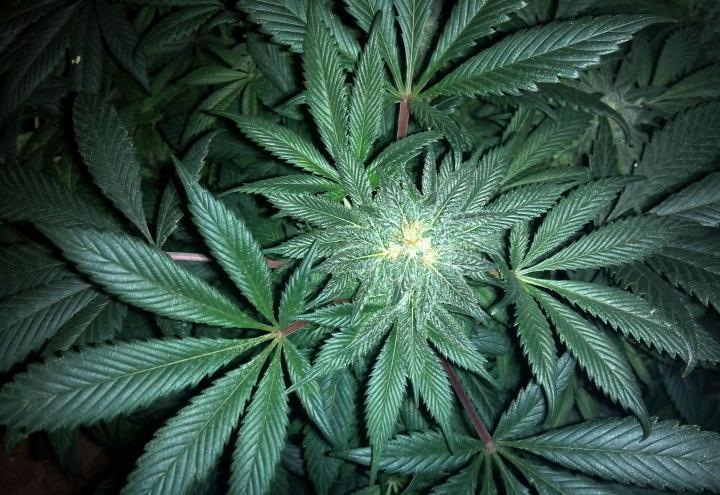 cannabis
